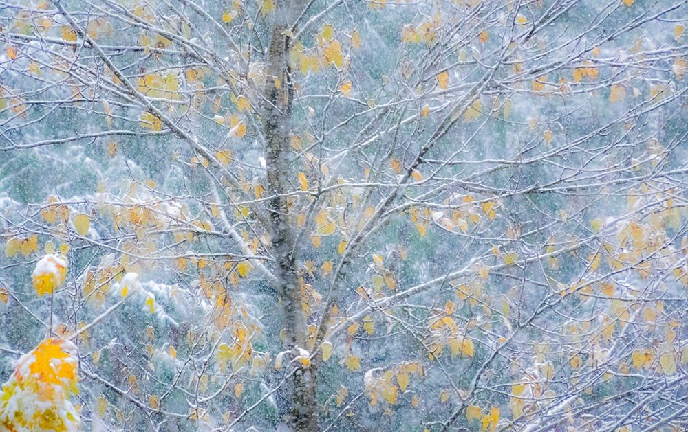 Washington State-Sammamish fresh Autumn snowfall on Fall Colored Japanese Cherry trees